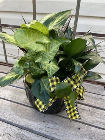 Green potted plants with a yellow bow.