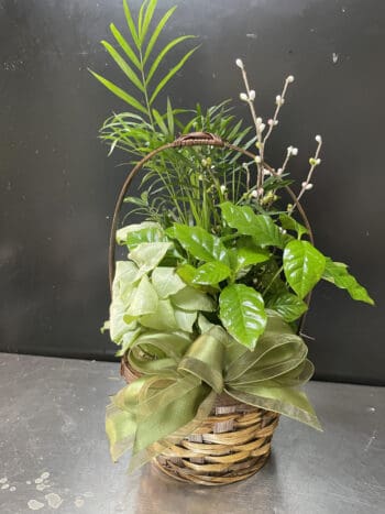 Green plants in a wicker basket with a bow.